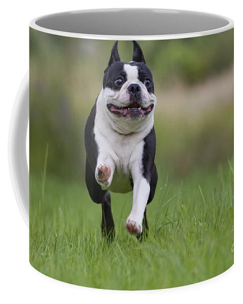 Dog Coffee Mug featuring the photograph Boston Terrier #3 by Jean-Michel Labat