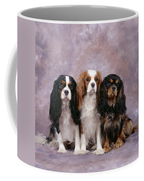 Dog Coffee Mug featuring the photograph Cavalier King Charles Spaniels by John Daniels