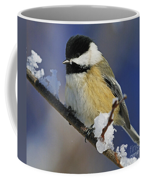 Black-capped Chickadee Coffee Mug featuring the photograph Winter Chickadee... by Nina Stavlund