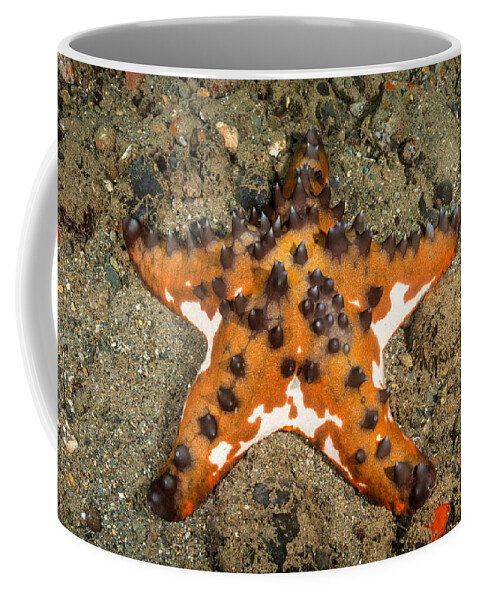 Chocolate Chip Sea Star Coffee Mug featuring the photograph Chocolate Chip Sea Star #3 by Andrew J. Martinez