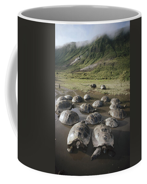 Feb0514 Coffee Mug featuring the photograph Galapagos Giant Tortoise Wallowing #3 by Tui De Roy