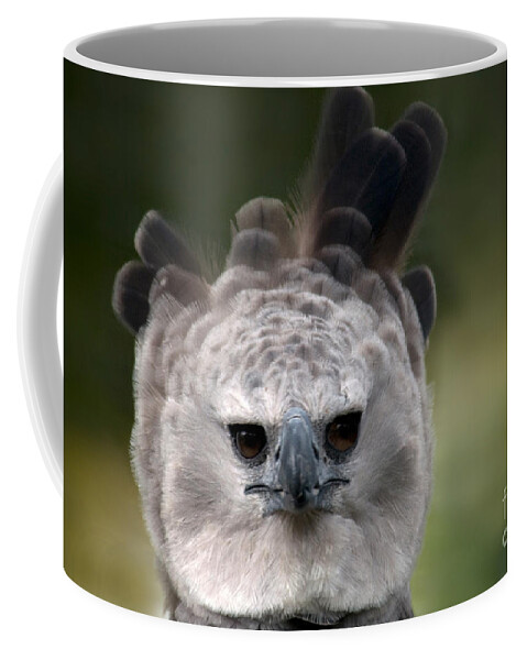 Animal Coffee Mug featuring the photograph Harpy Eagle Harpia Harpyja by Mark Newman