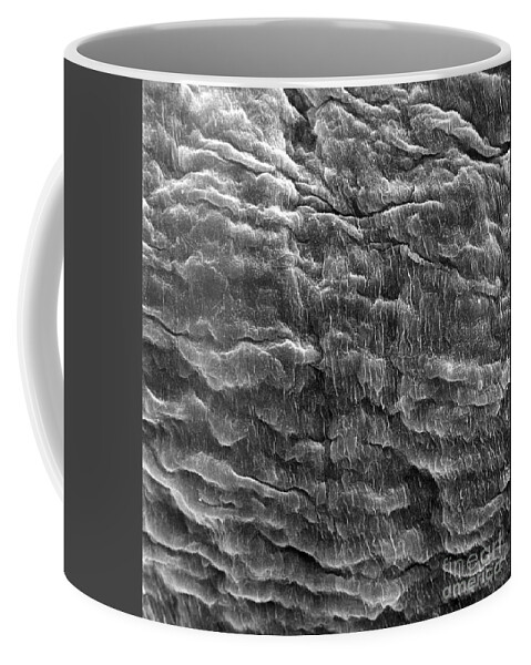 Anatomical Coffee Mug featuring the photograph Heart Valve, Sem #2 by David M Phillips