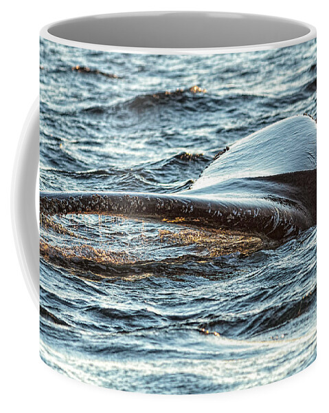 Bay Bulls Coffee Mug featuring the photograph Humpback Whale Lobtailing #3 by Perla Copernik