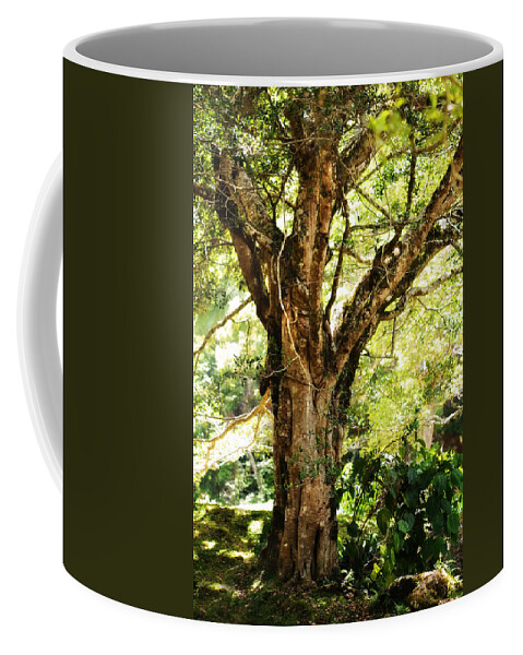 Nature Coffee Mug featuring the photograph Kingdom of the Trees. Peradeniya Botanical Garden. Sri Lanka #3 by Jenny Rainbow