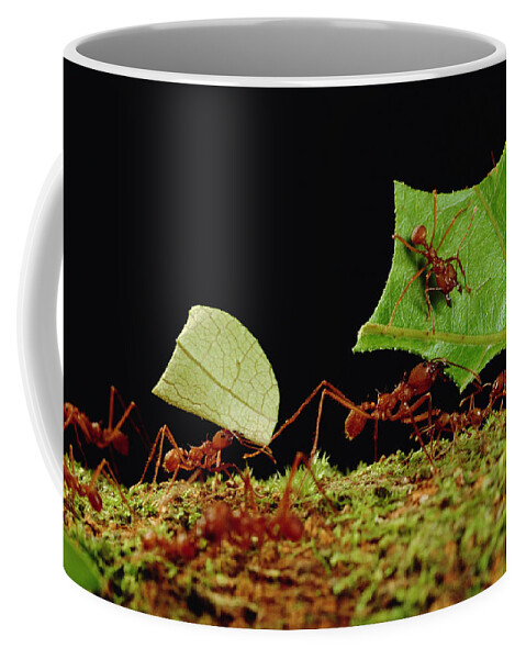 Feb0514 Coffee Mug featuring the photograph Leafcutter Ants Carrying Leaves French #3 by Mark Moffett