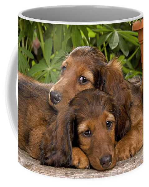 Dachshund Coffee Mug featuring the photograph Long-haired Dachshunds by Jean-Michel Labat
