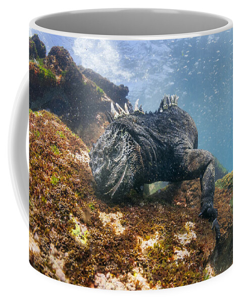 Tui De Roy Coffee Mug featuring the photograph Marine Iguana Feeding On Algae Punta by Tui De Roy