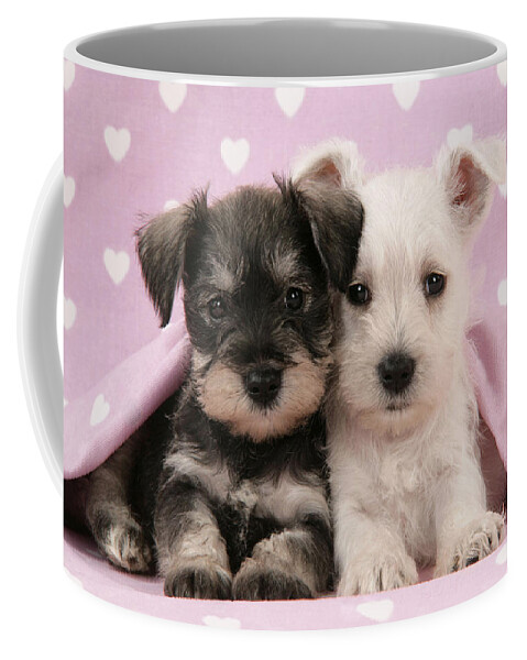 Dog Coffee Mug featuring the photograph Miniature Schnauzer Puppies #3 by John Daniels