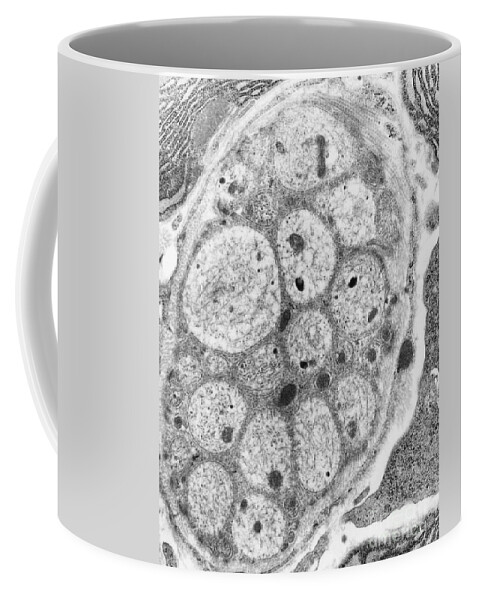 Science Coffee Mug featuring the photograph Nerve Cell Tem #3 by David M. Phillips