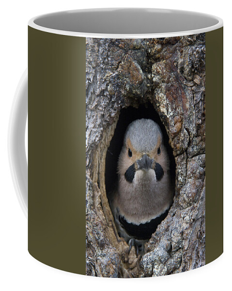 Michael Quinton Coffee Mug featuring the photograph Northern Flicker In Nest Cavity Alaska by Michael Quinton