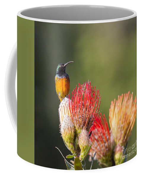 2013 Coffee Mug featuring the photograph Orange-breasted Sunbird #1 by Jean-Luc Baron