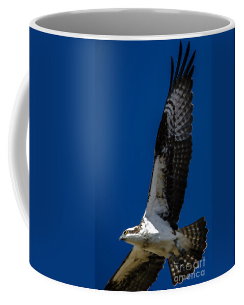 Osprey In Flight Coffee Mug featuring the photograph Osprey in Flight #3 by Dale Powell
