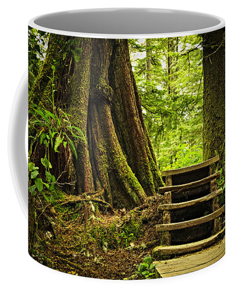 Path in temperate rainforest 3 Coffee Mug by Elena Elisseeva - Pixels