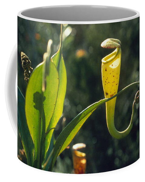 Carnivore Coffee Mug featuring the photograph Pitcher Plant #3 by Perennou Nuridsany