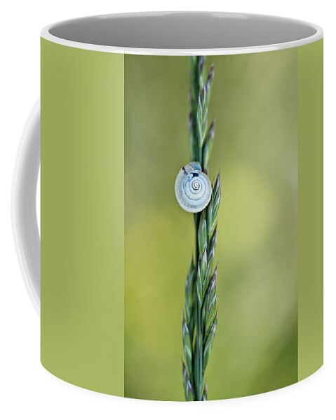 Snail Coffee Mug featuring the photograph Snail on Grass by Nailia Schwarz