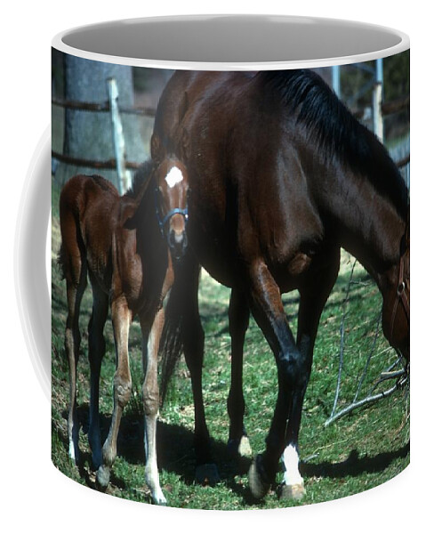 Horses Coffee Mug featuring the photograph Horses #30 by Marc Bittan