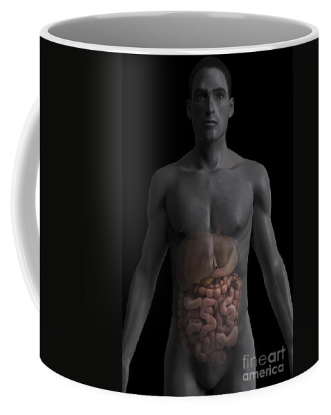 Abdominal Coffee Mug featuring the photograph The Digestive System #31 by Science Picture Co