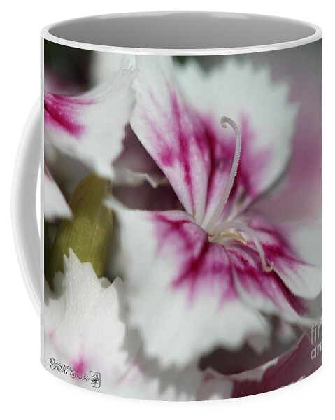 Mccombie Coffee Mug featuring the photograph Sweet William from the Super Duplex Bluepoint Mix #39 by J McCombie