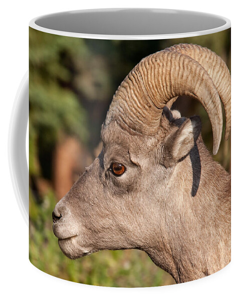 Autumn Coffee Mug featuring the photograph Big Horn Sheep Ram #4 by Fred Stearns