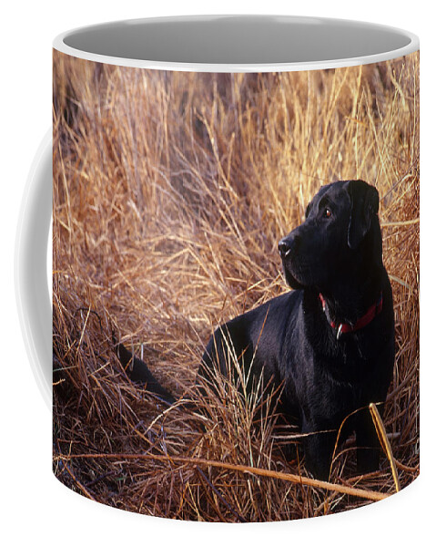 Animal Coffee Mug featuring the photograph Black Labrador Retriever #4 by William H. Mullins