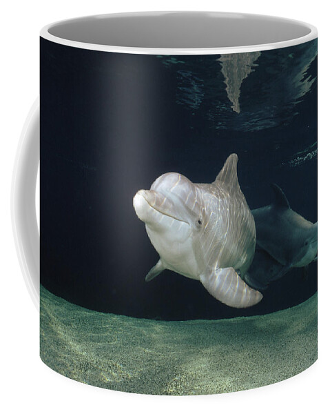 Feb0514 Coffee Mug featuring the photograph Bottlenose Dolphin Pair Hawaii by Flip Nicklin