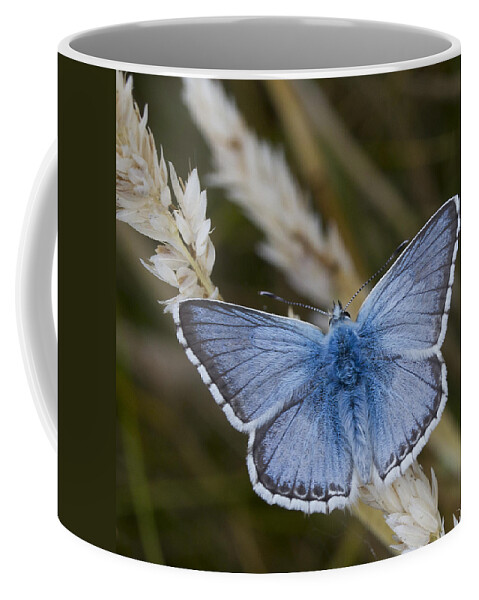 Common Coffee Mug featuring the photograph Common Blue Butterfly #2 by Shirley Mitchell