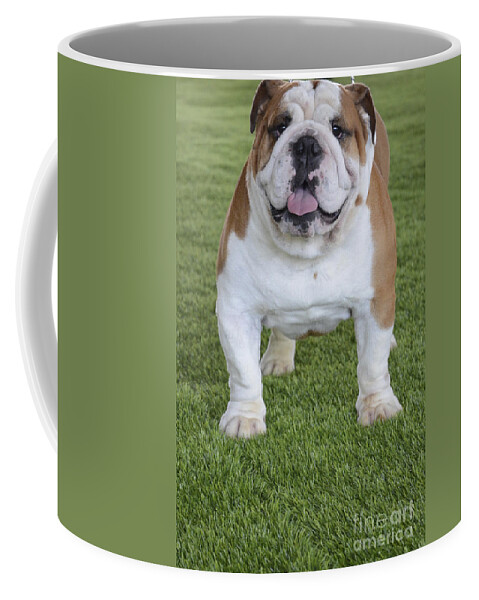 English Bulldog Coffee Mug featuring the photograph English Bulldog by Amir Paz