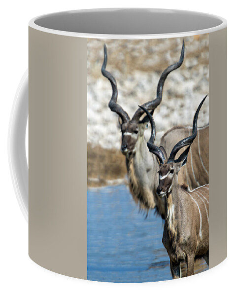 Photography Coffee Mug featuring the photograph Greater Kudu Tragelaphus Strepsiceros #4 by Panoramic Images