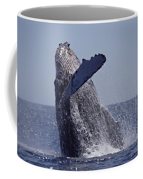 Feb0514 Coffee Mug featuring the photograph Humpback Whale Breaching Maui Hawaii #4 by Flip Nicklin