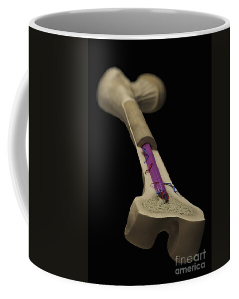 Cells Coffee Mug featuring the photograph Internal Anatomy Of Bone Femur #4 by Science Picture Co