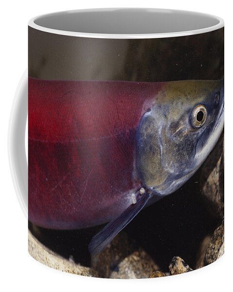 Kokanee Salmon Coffee Mug featuring the photograph Kokanee Salmon #4 by William H. Mullins