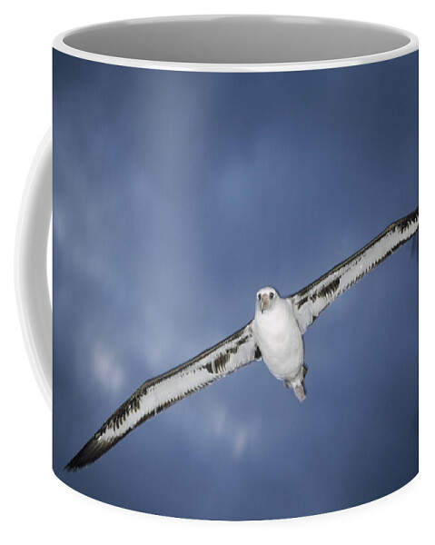 Feb0514 Coffee Mug featuring the photograph Laysan Albatross Flying Midway Atoll #4 by Tui De Roy
