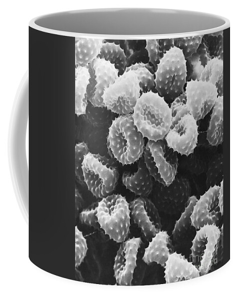 Science Coffee Mug featuring the photograph Ragweed Pollen Sem #4 by David M. Phillips / The Population Council