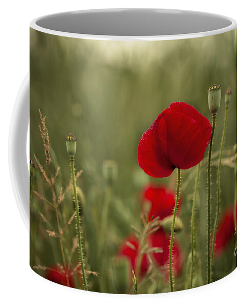 Poppy Coffee Mug featuring the photograph Red Poppy Flowers by Nailia Schwarz
