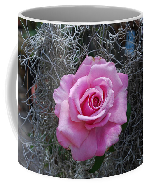 Spanish Moss Background Coffee Mug featuring the photograph Rose #4 by Robert Floyd