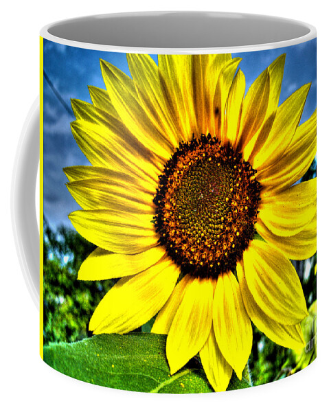 Sunflower Coffee Mug featuring the photograph Sunflower by Nina Ficur Feenan