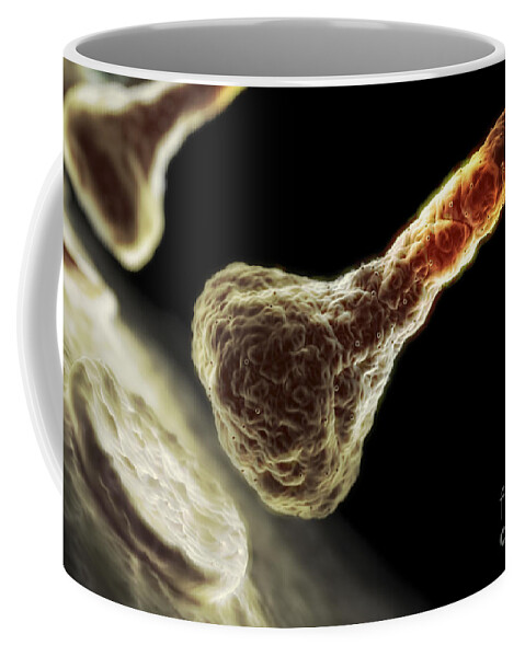 Synapses Coffee Mug featuring the photograph Synapses #4 by Science Picture Co