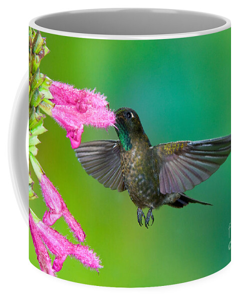 Animal Coffee Mug featuring the photograph Tyrian Metaltail #4 by Anthony Mercieca