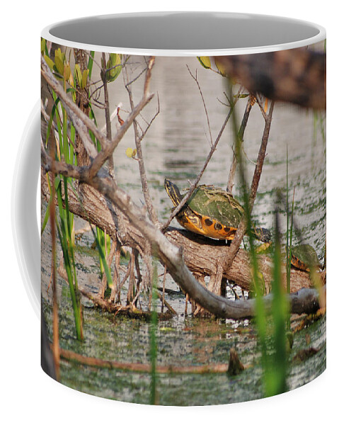 Red-bellied Turtle Coffee Mug featuring the photograph 42- Florida Red-Bellied Turtle by Joseph Keane