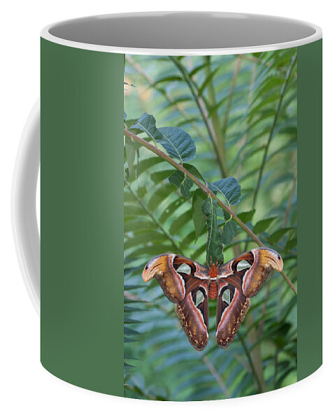 Animal Coffee Mug featuring the photograph Atlas Moth #5 by Jeffrey Lepore