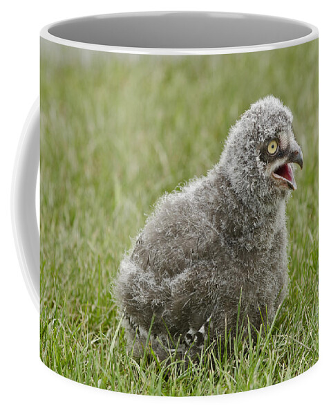 Snowy Owl Coffee Mug featuring the photograph Baby Snowy Owl #3 by JT Lewis