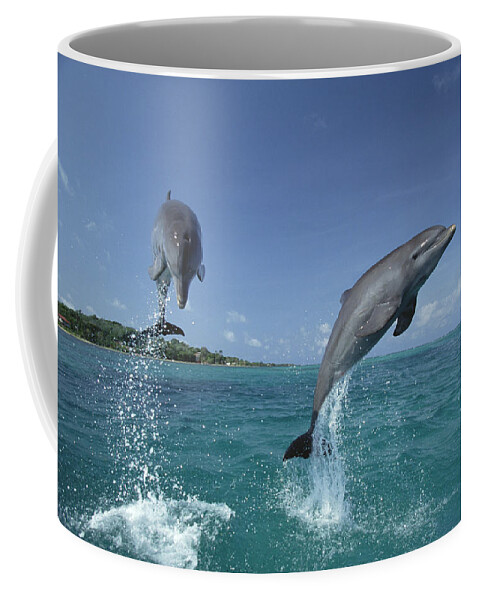 Feb0514 Coffee Mug featuring the photograph Bottlenose Dolphin Pair Leaping Honduras #5 by Konrad Wothe