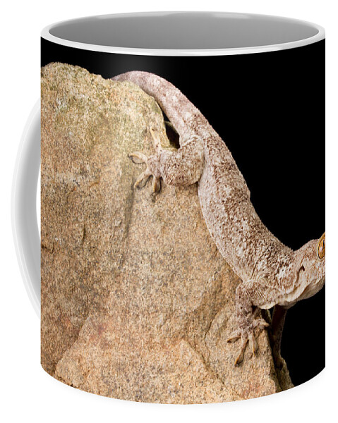 Animal Coffee Mug featuring the photograph Crocodile Gecko Tarentola Mauritanica #5 by David Kenny