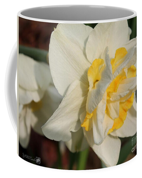 Mccombie Coffee Mug featuring the photograph Double Daffodil named White Lion #5 by J McCombie