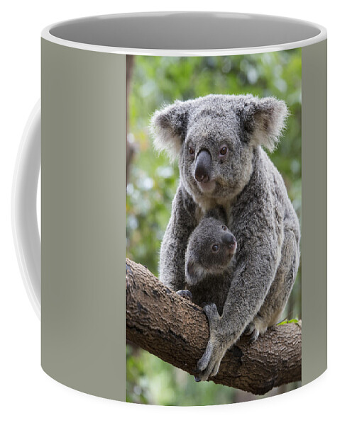 Feb0514 Coffee Mug featuring the photograph Koala Mother And Joey Australia #5 by Suzi Eszterhas