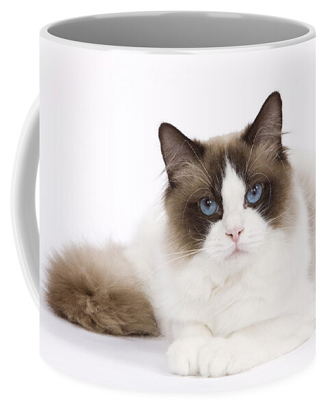 Cat - Birman Dishwasher Safe Microwavable Ceramic Coffee Mug 15 oz