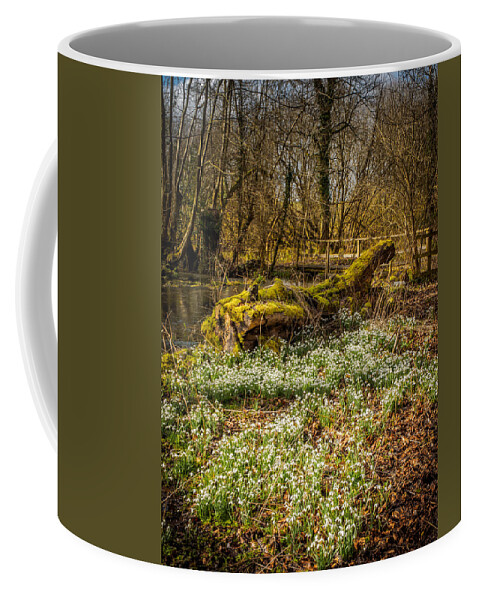 Berkshire Coffee Mug featuring the photograph Snowdrop Woods by Mark Llewellyn