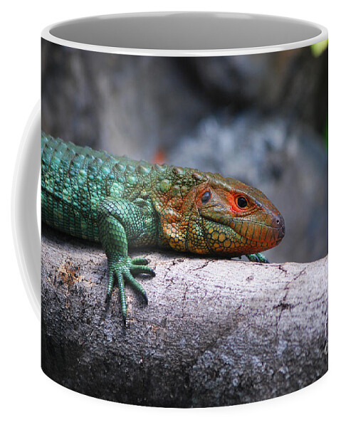 Caiman Lizard Coffee Mug featuring the photograph 53- Caiman Lizard by Joseph Keane