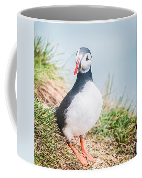 Photography Coffee Mug featuring the photograph Atlantic Puffin Fratercula Arctica #6 by Panoramic Images